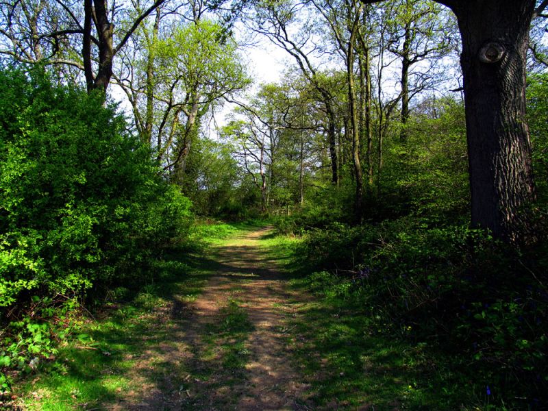 gal/holiday/Warnham Woods Springtime Walk 2006/A06_Springtime_Walk_IMG_0368.JPG